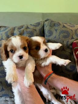 Ράτσα: Σπάνιελ Βασιλιά Καρόλου Καφέ - King Charles Spaniel | Ηλικία: 2,5 μηνών | Φύλο: Αρσενικό | Αρ. Microchip: 978170082345678 | Ιδιώτης | Εκπαιδευμένο | Pedigree | Περιοχή: Αθήνα, Αττική